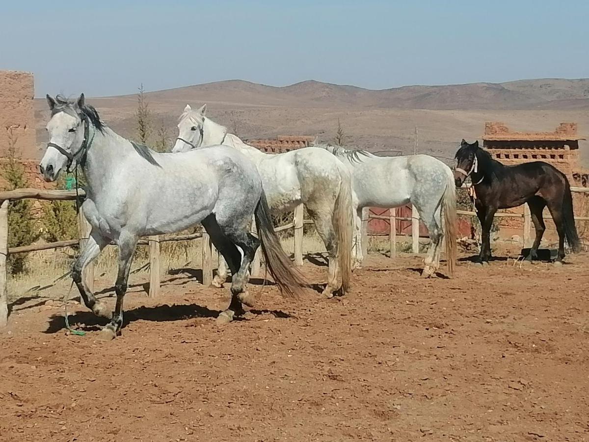 Dar Alfourssane Ferme D'Hote Ouarzazate Exterior photo