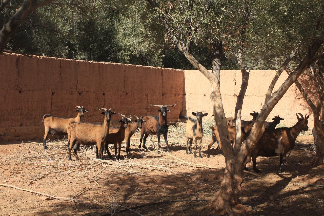 Dar Alfourssane Ferme D'Hote Ouarzazate Exterior photo